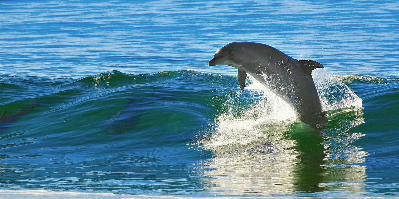 Create a Bracelet for World Dolphin Day