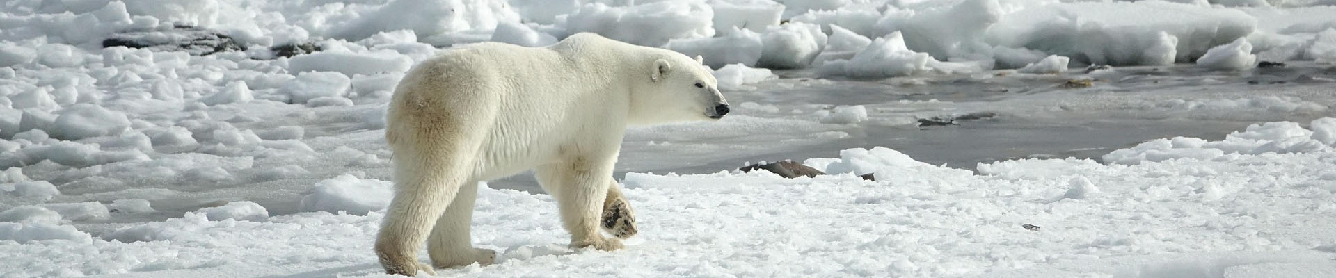 Create a Bracelet for Intl. Polar Bear Day