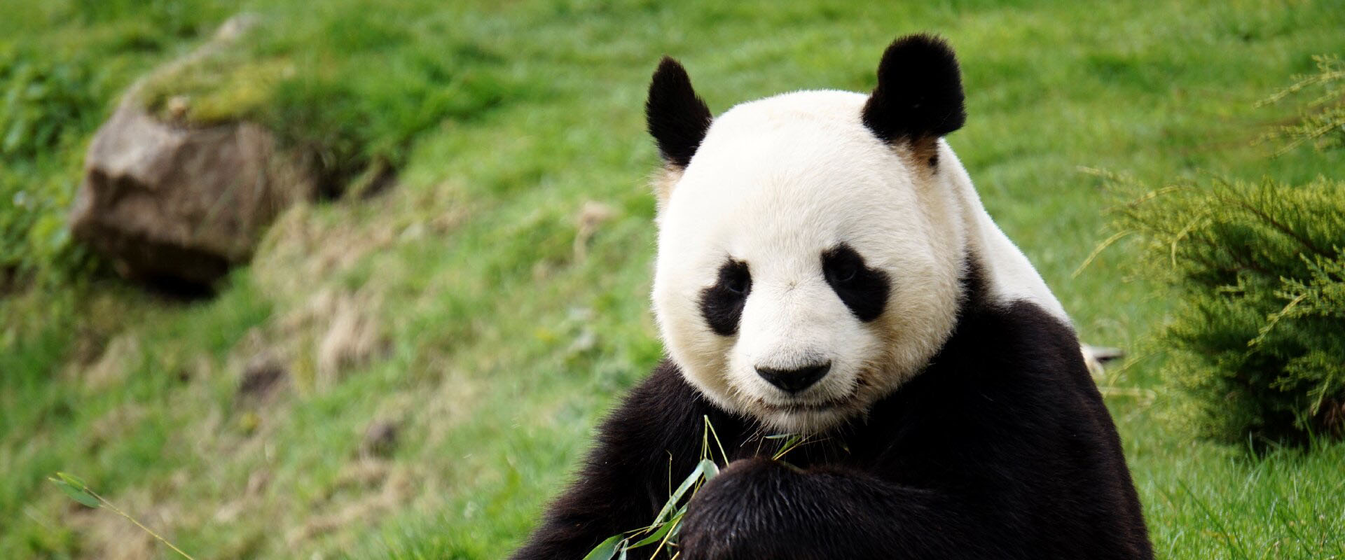 Create a Bracelet for National Panda Day