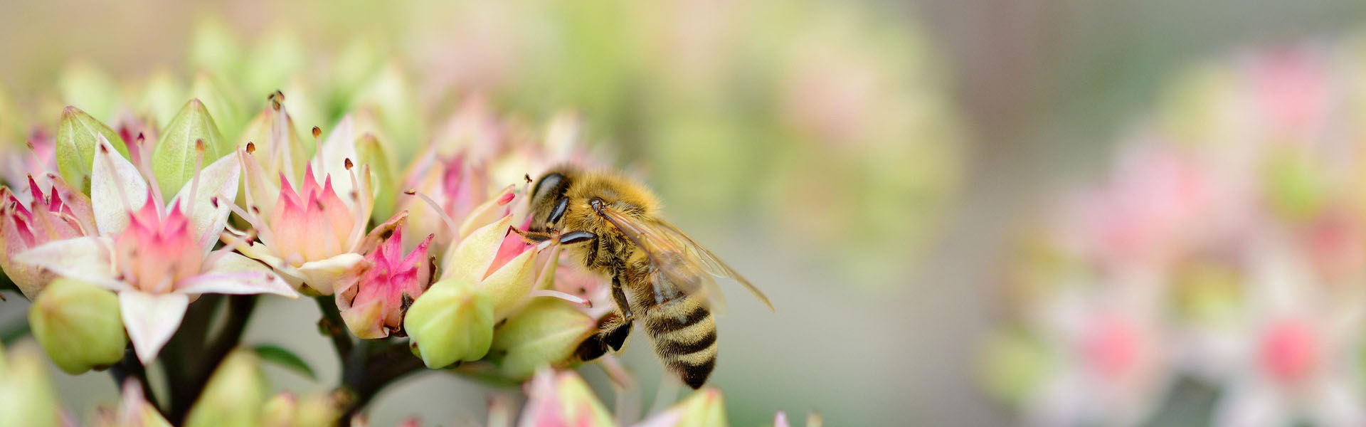 Create a Bracelet for World Bee Day