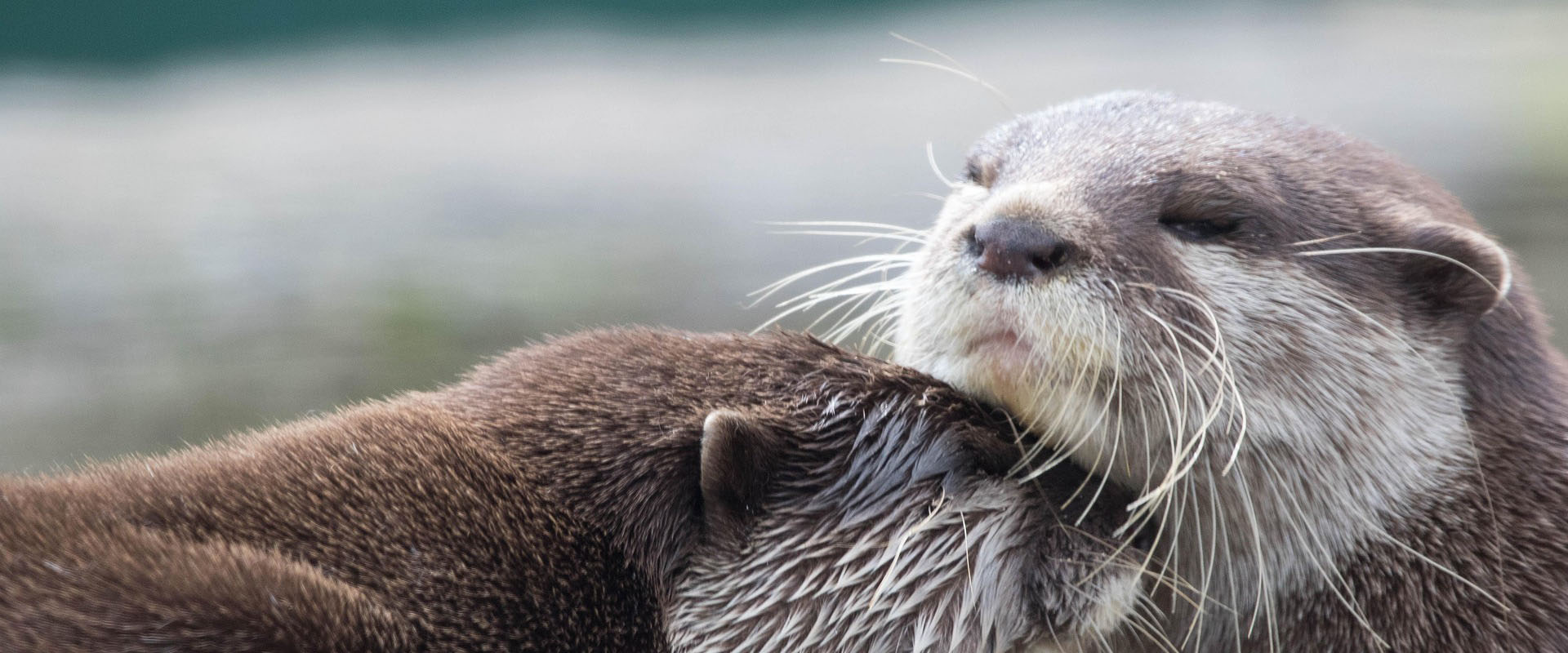 Create a Bracelet for World Otter Day