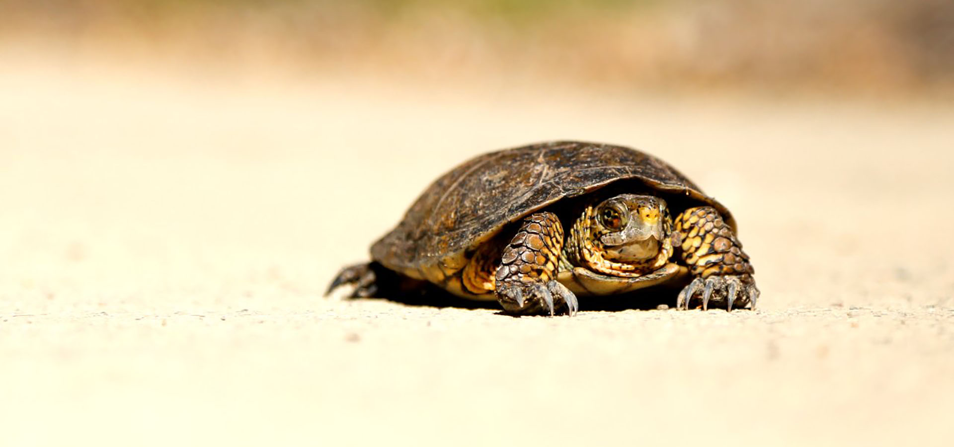Create a Bracelet for World Turtle Day