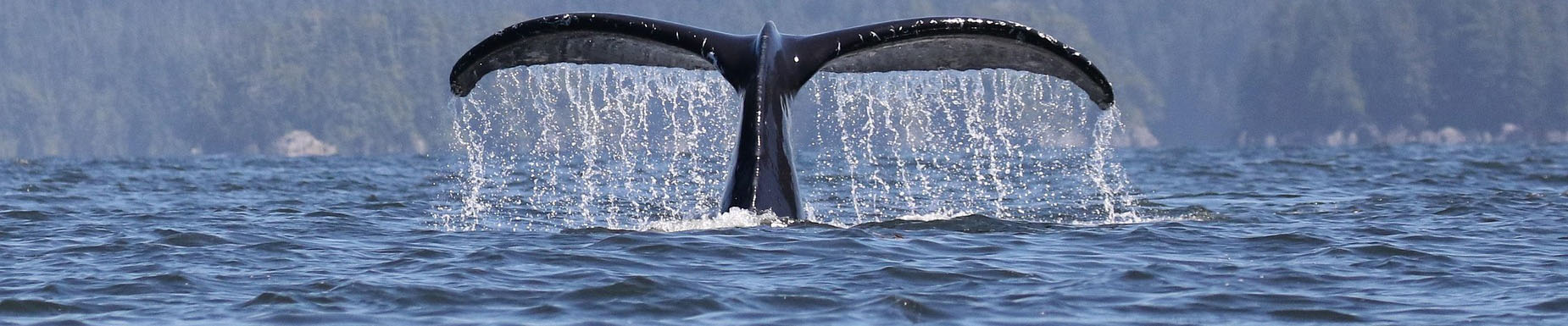 Create a Bracelet for World Whale Day